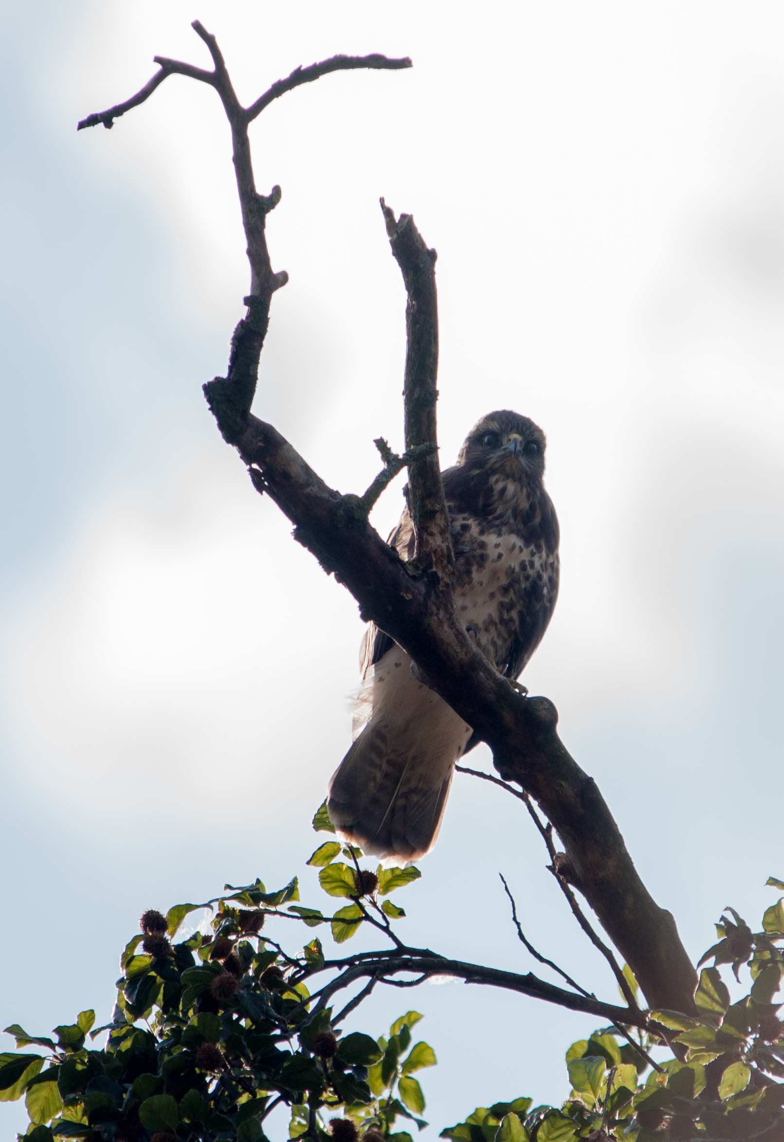 afbeelding van een jonge buizerd op een tak in Natuurpark De Brink